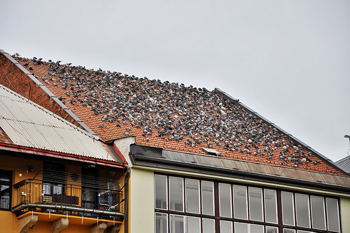 A2B Pest Control are able to install spikes to deter birds from roofs in Hendon. 