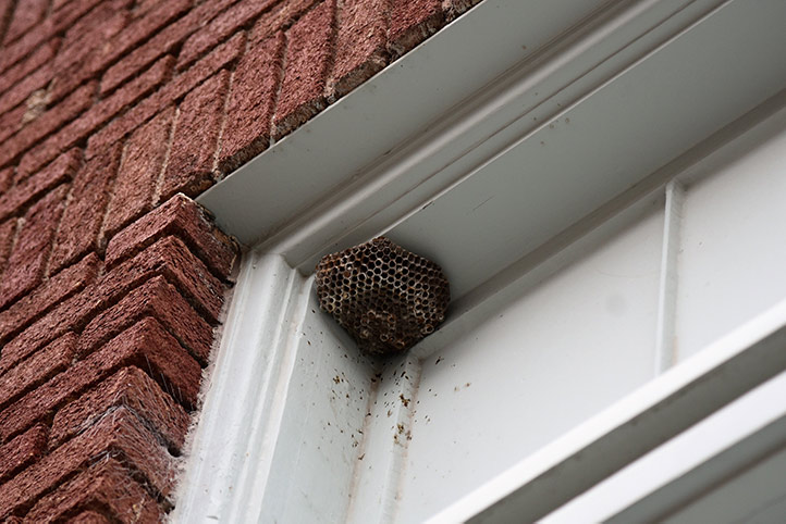 We provide a wasp nest removal service for domestic and commercial properties in Hendon.